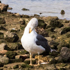 Lesser Black-backed Gull