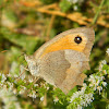 Meadow brown