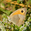 Meadow brown