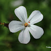 Herb Robert (White)