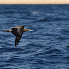 Brown Booby