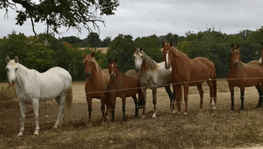 Chevaux Au Galauzoue