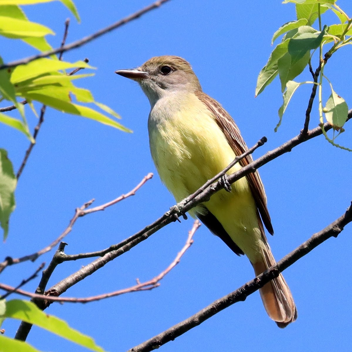 Great Crested Flycatcher