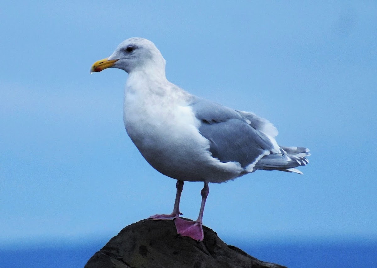 Western gull