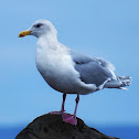 Western gull