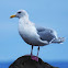 Western gull