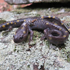 Yellow-Spotted Salamander