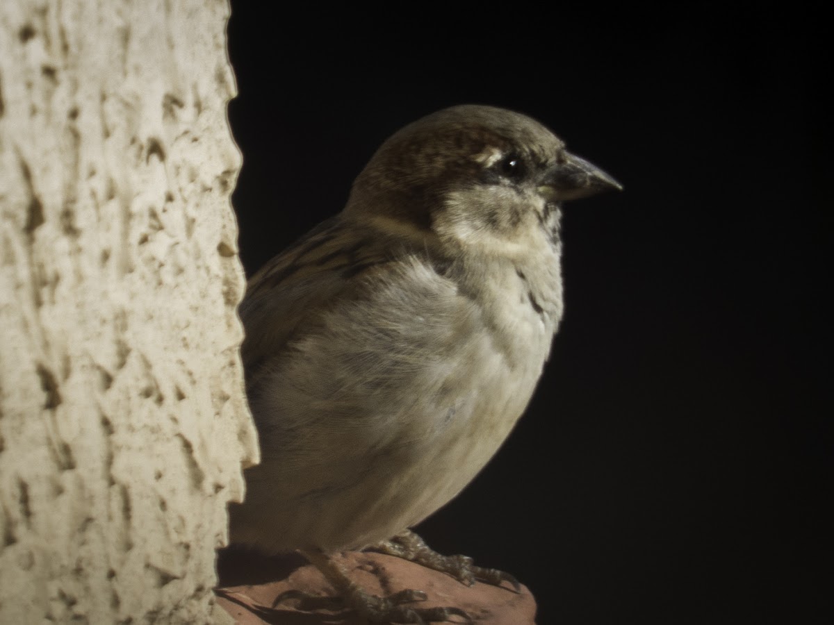 House sparrow