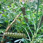 Black swallowtail caterpillars