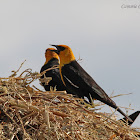 Yellow-headed Blackbird