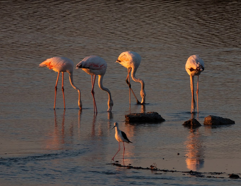 Fenicotteri al tramonto di aganugi