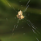 Trashline Orbweaver