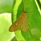 Tropical Tiger Moth