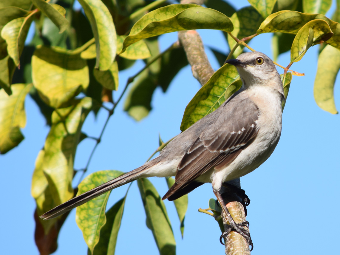 Northern Mockingbird