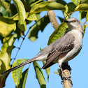 Northern Mockingbird