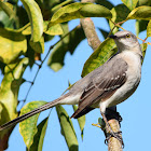 Northern Mockingbird