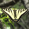 Western Tiger Swallowtail