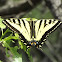 Western Tiger Swallowtail