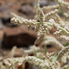 Desert cotton