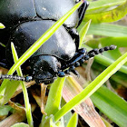 Bloody-Nosed Beetle