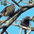 Finche/ Gorrión Negro/ Black-faced grassquid