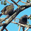 Finche/ Gorrión Negro/ Black-faced grassquid