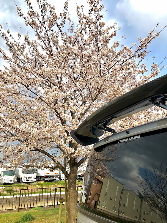 デリカD:5の桜と愛車・GTウイングに関するカスタム事例の投稿画像4枚目