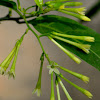 night-blooming jasmine,