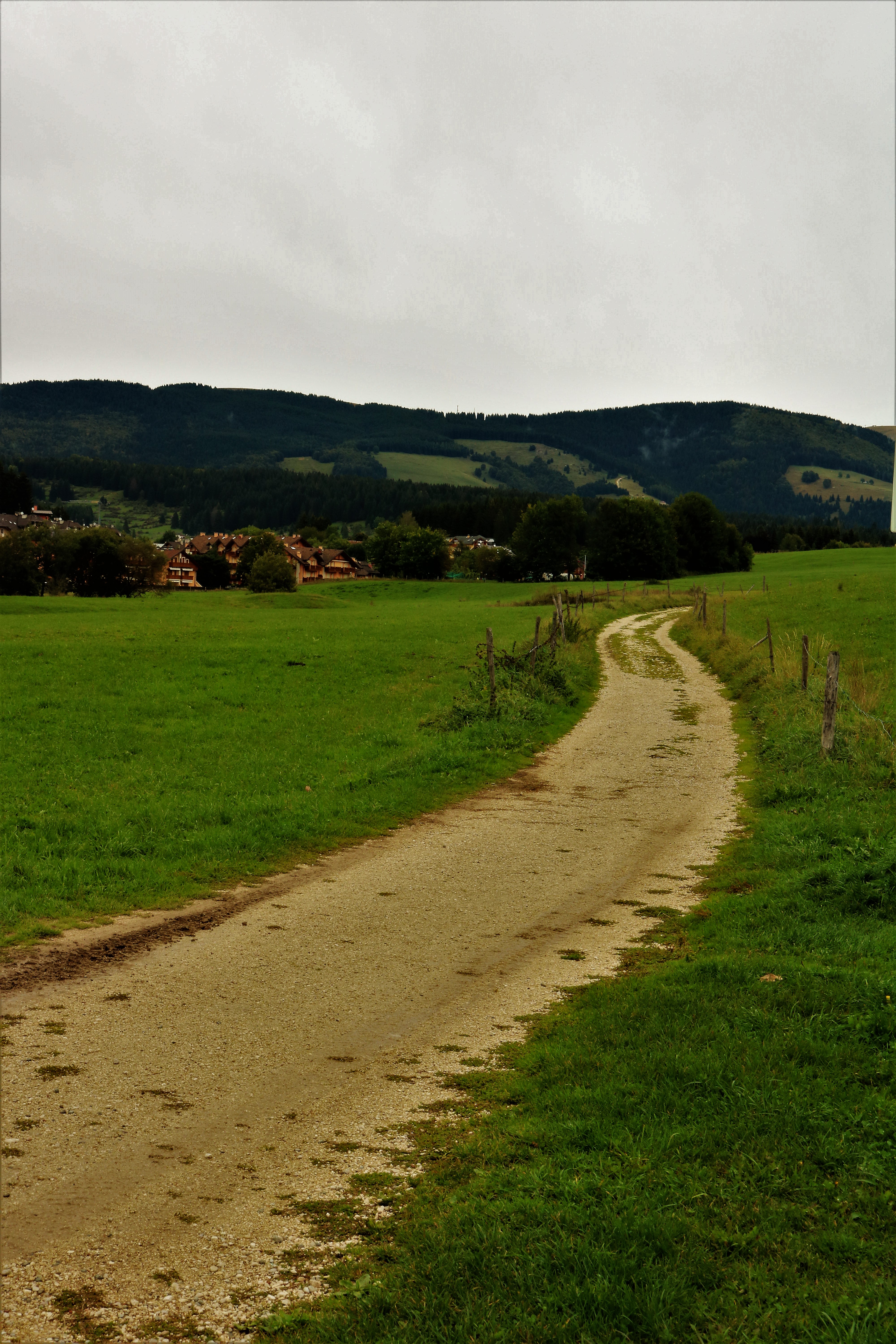 IL VERDE CAMMINO... di BABBASAN