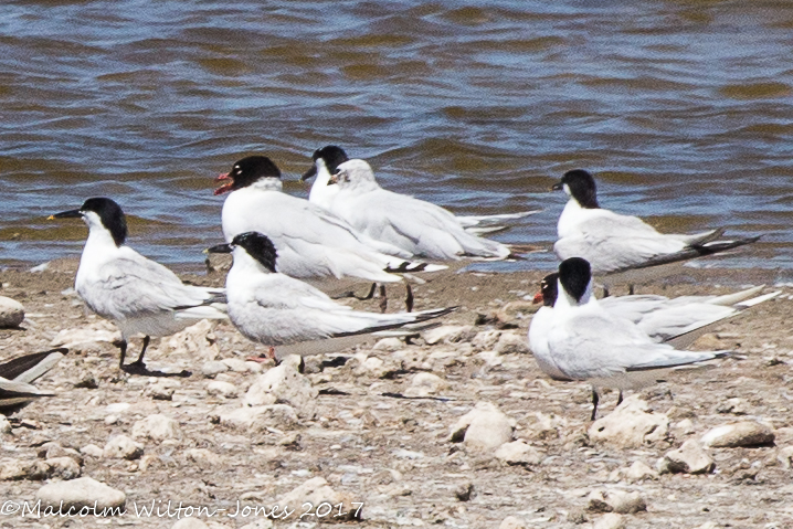 Mediterranean Gull; Gaviota Cabicinegra