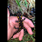 Spotted salamander