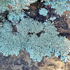 Variable sunken disk lichen