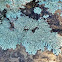 Variable sunken disk lichen