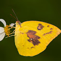 Lemon Emigrant