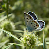 Silver-studded blue