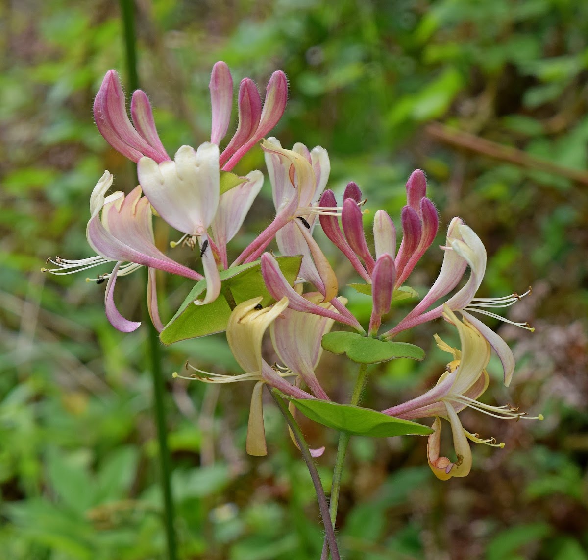 Evergreen Honeysuckle