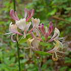 Evergreen Honeysuckle