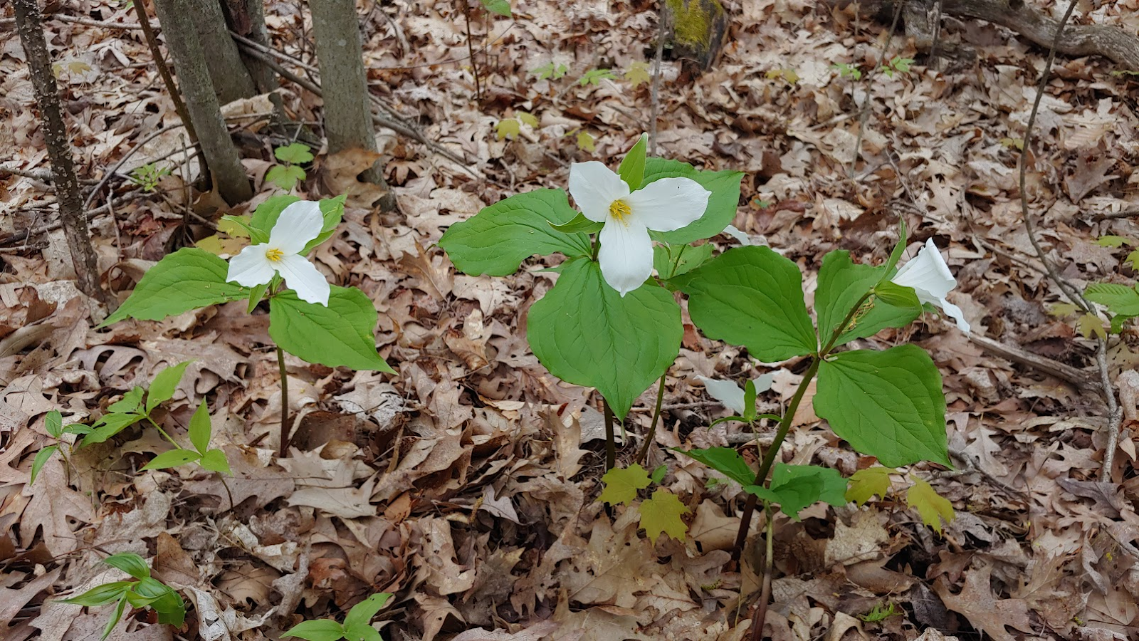 White trillium flowers in bloom in a forest - Example of a descriptive alt text