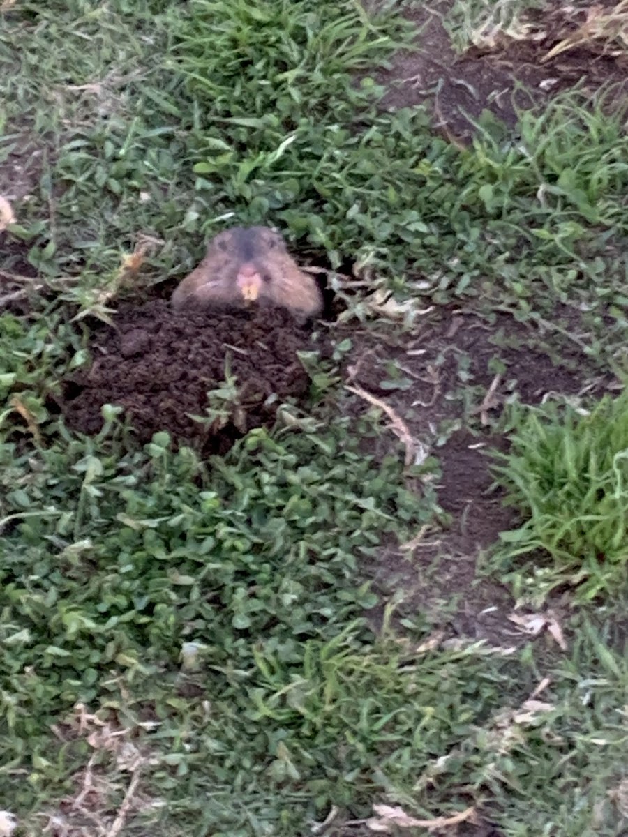 Botta’s Pocket Gopher