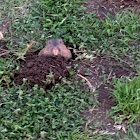 Botta’s Pocket Gopher