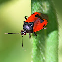 Plant Bug