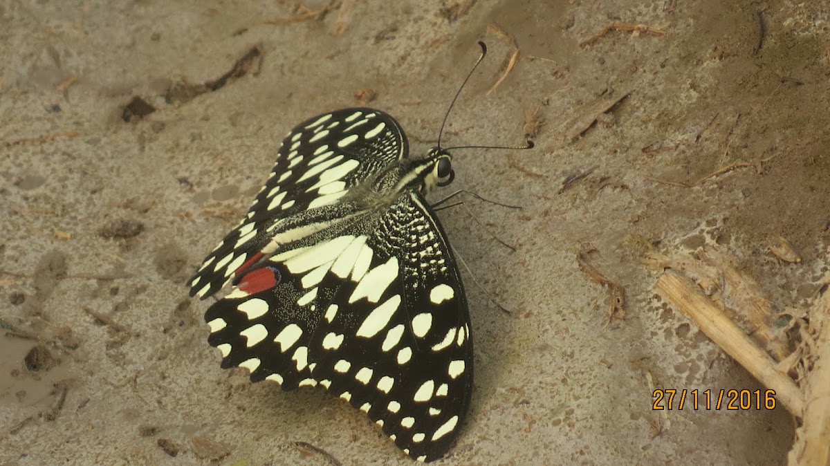 Lime Swallowtail Butterfly