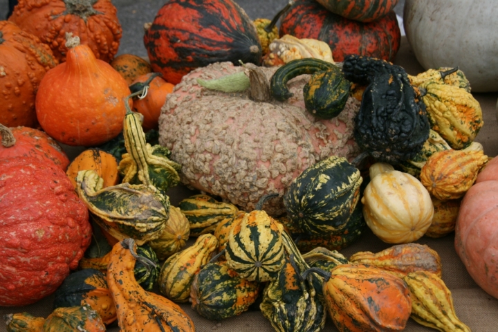 Ornamenti di zucca di chiara.silli