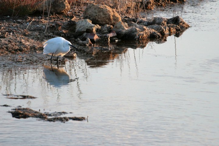 Riposo nelle Saline di Tarquinia di angqwe