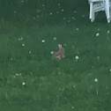 Eastern Cottontail