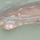 Spiny Softshell Turtle