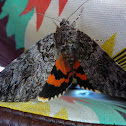 Underwing Moth