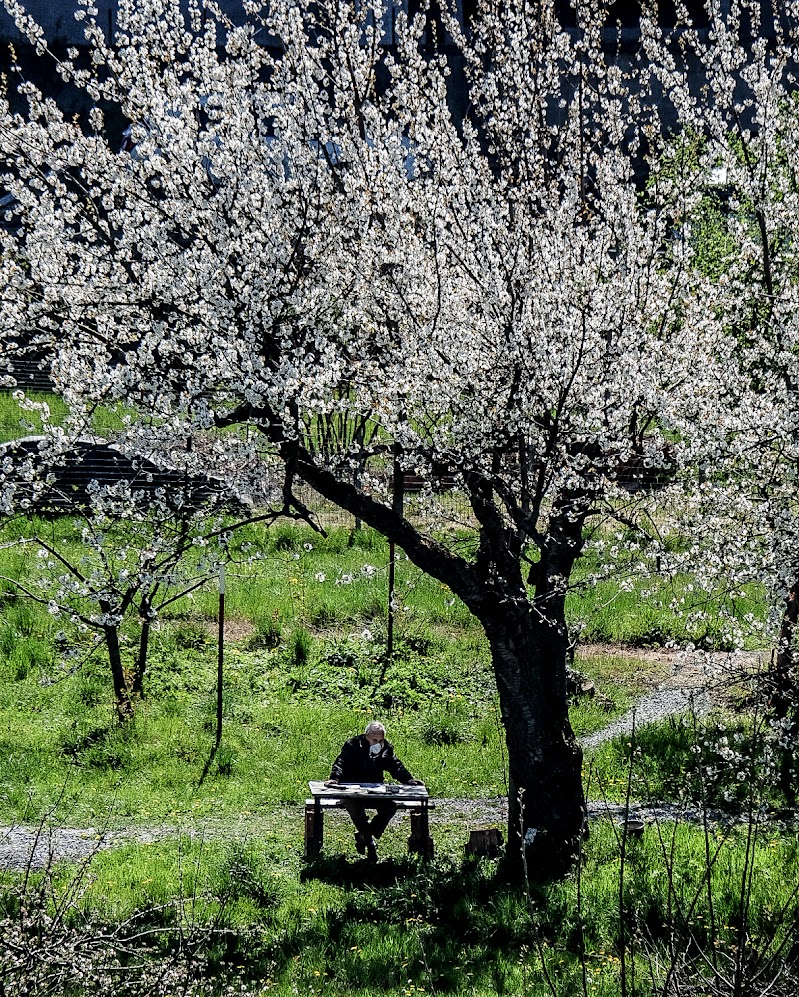 Io, il giornale e la mascherina  di Merlograziano