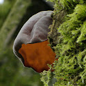 Wood Ear Fungus