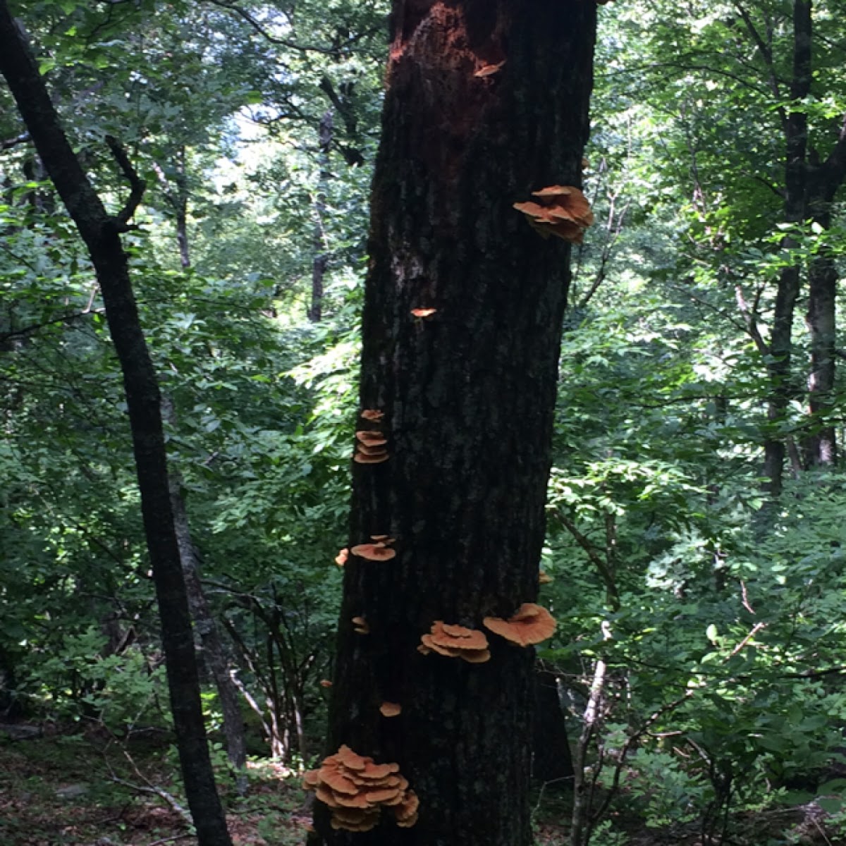 Chicken of the Wood